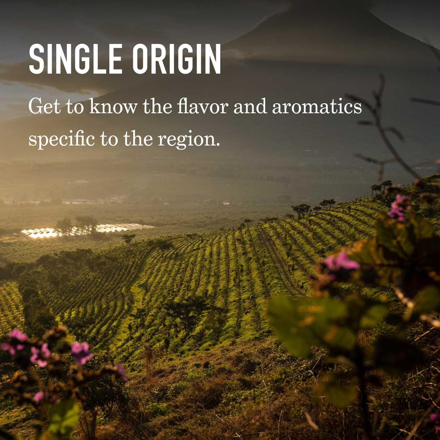 image:imagePeets Coffee USDA Organic Dark Roast Ground Coffee 100 Arabica Coffee French Roast 18 Ounce Bagcolombia